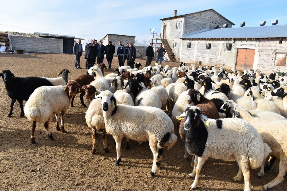 Kaymakam Duman Küçükbaş Hayvan Yetiştiricilerini Ziyaret Etti